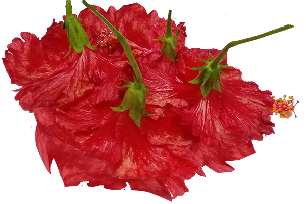 Hibiscus