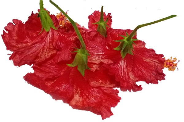 Hibiscus