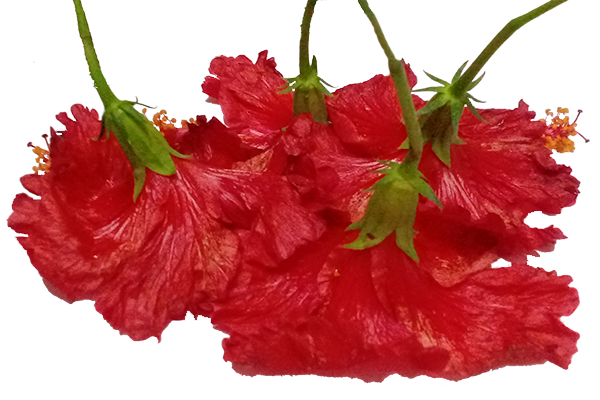Hibiscus