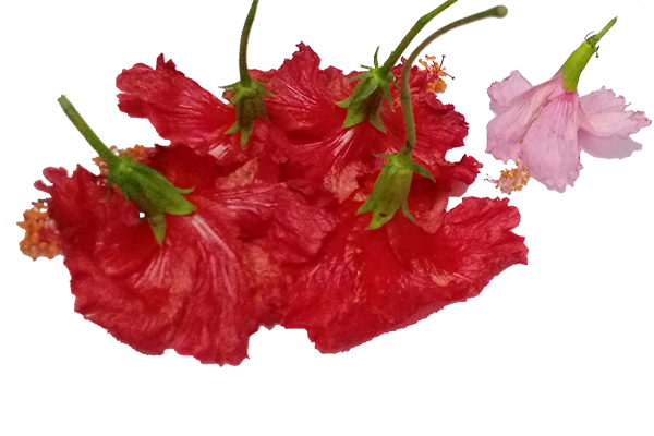 Hibiscus