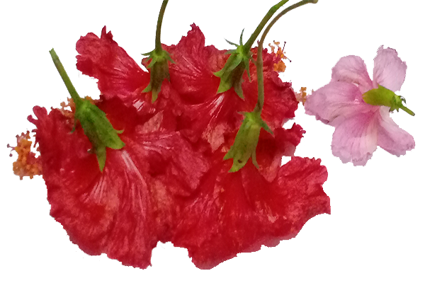 Hibiscus