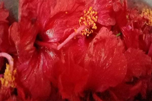 Hibiscus