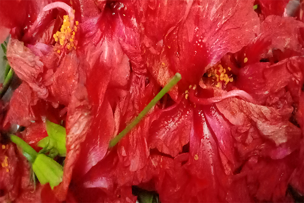 Hibiscus