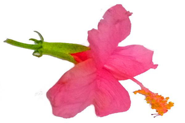 Hibiscus