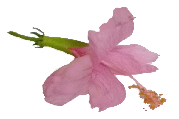 Mandaram (Pink flower)