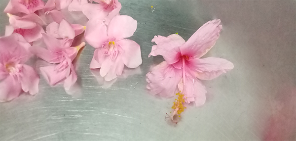 Ganneru / Oleander  flowers