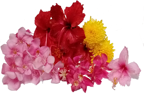 Ganneru / Oleander  flowers