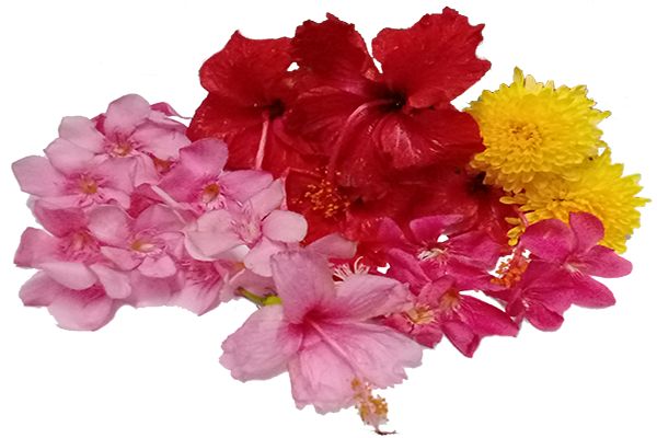 Ganneru / Oleander  flowers