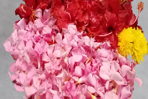 Ganneru / Oleander  flowers