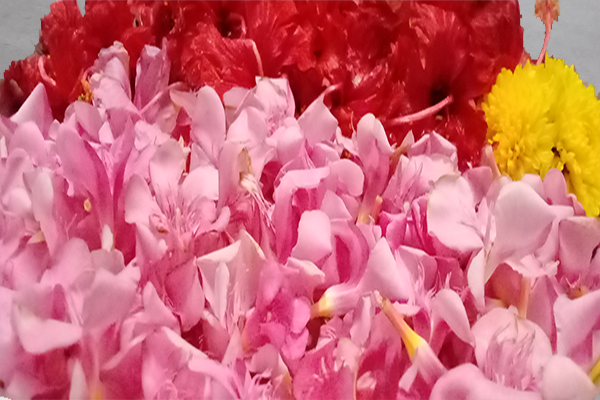 Ganneru / Oleander  flowers