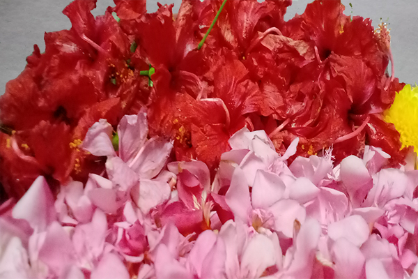 Ganneru / Oleander  flowers