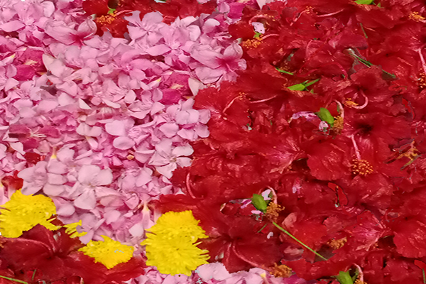 Ganneru / Oleander  flowers