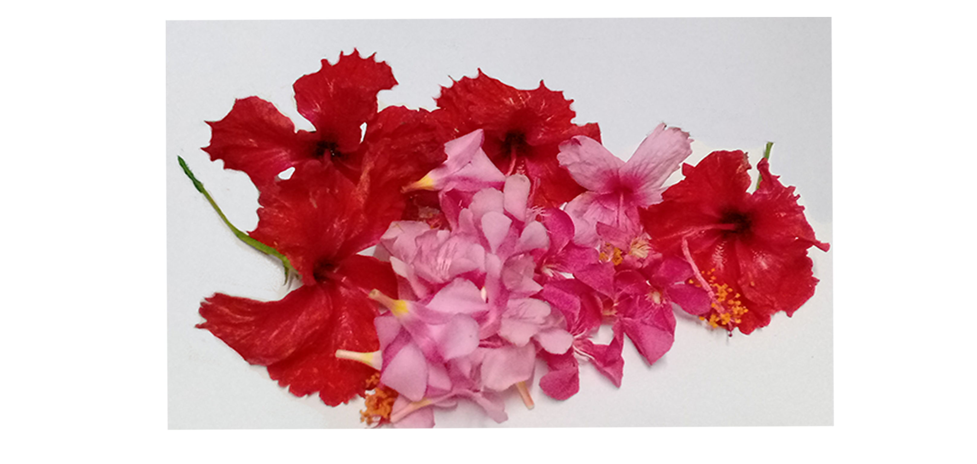 Ganneru / Oleander  flowers