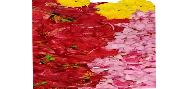 Ganneru / Oleander  flowers