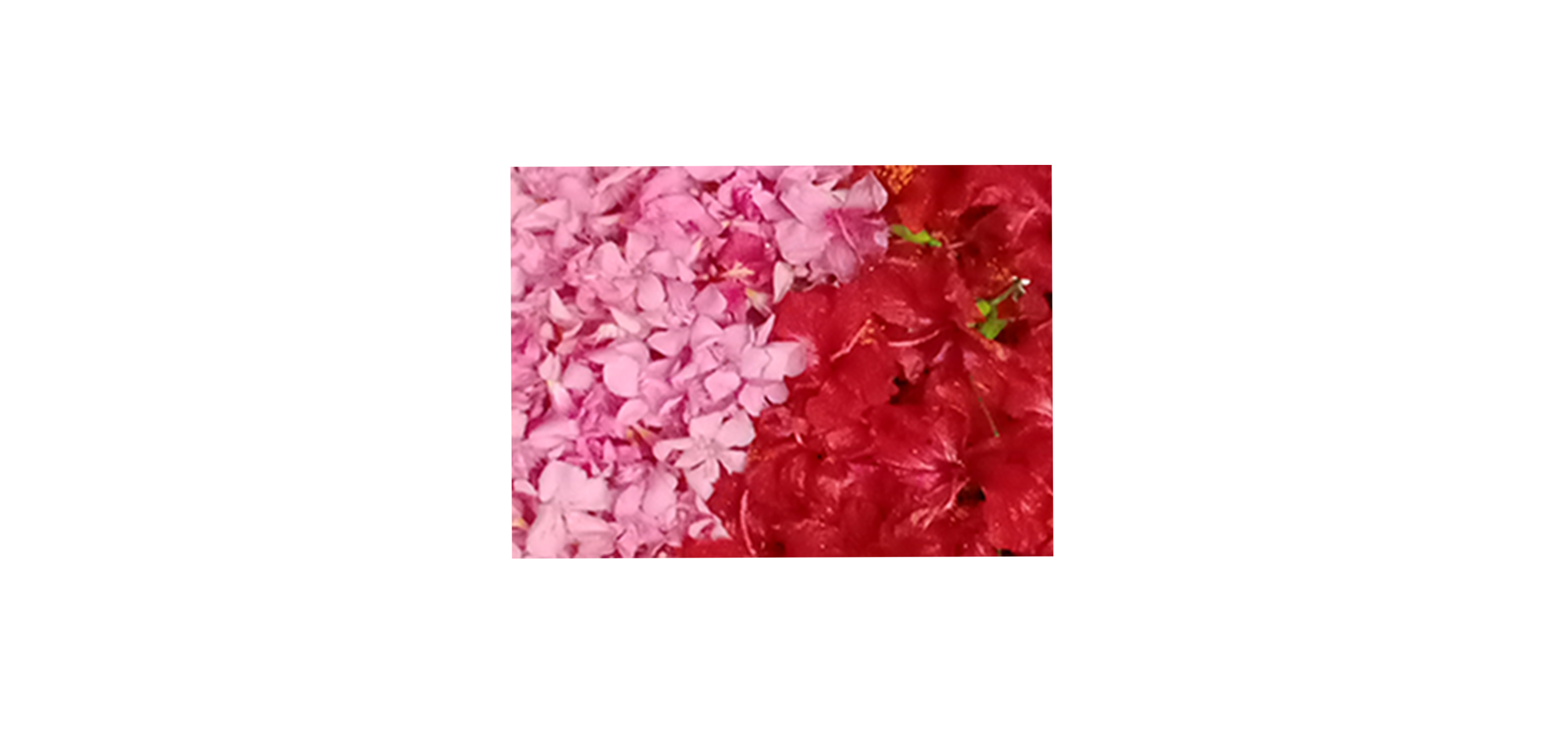 Ganneru / Oleander  flowers