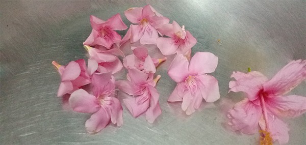 Ganneru / Oleander  flowers