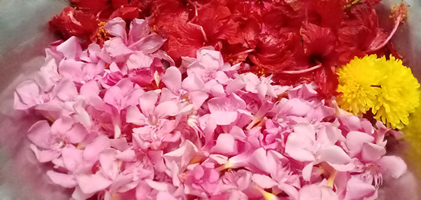 Ganneru / Oleander  flowers