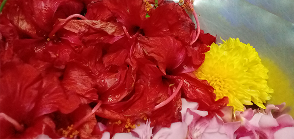 Ganneru / Oleander  flowers