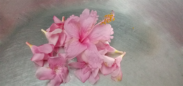 Ganneru / Oleander  flowers