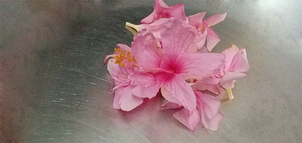 Ganneru / Oleander  flowers