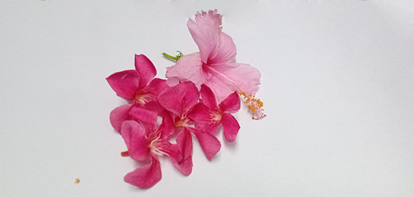 Ganneru / Oleander  flowers