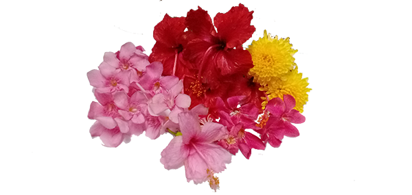 Ganneru / Oleander  flowers