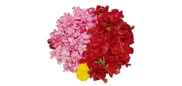 Ganneru / Oleander  flowers