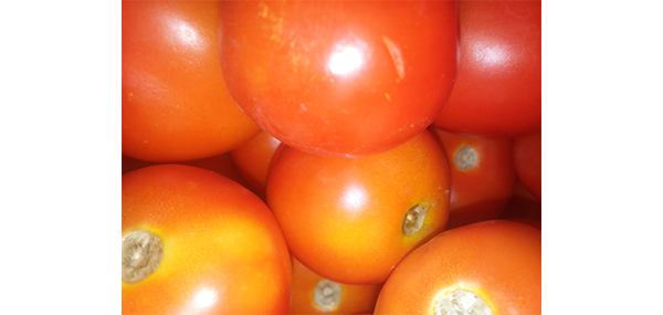 tomato