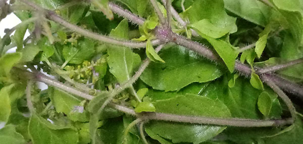 tulsi