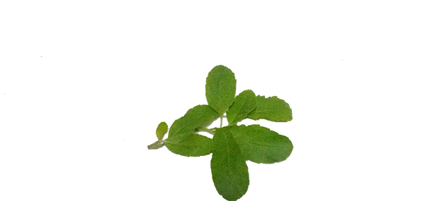 tulsi