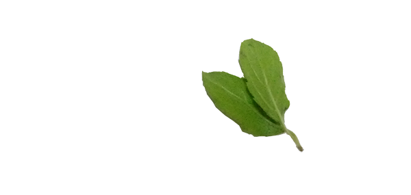 tulsi
