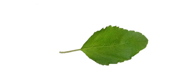 tulsi