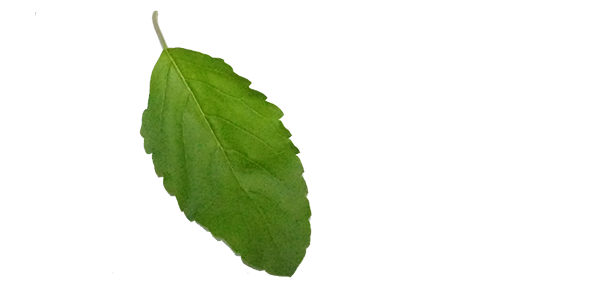 tulsi