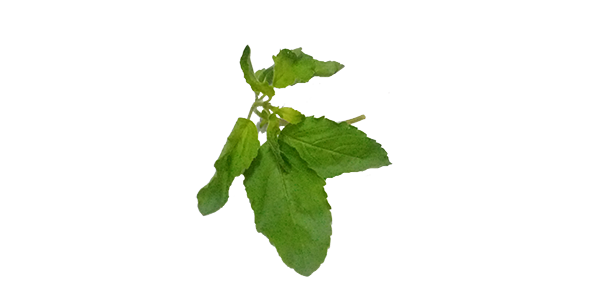 tulsi