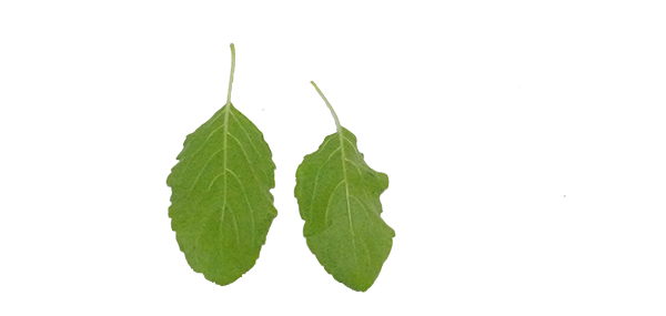 tulsi