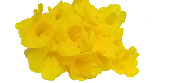 yellowflowers