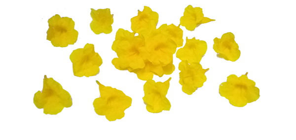 yellowflowers