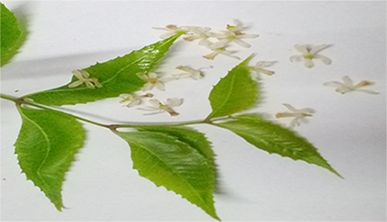vepa flowers and leaves or neemflowersand leaves