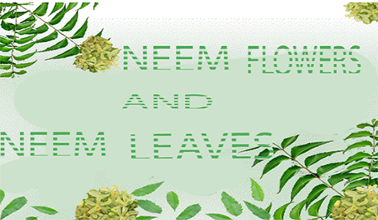neem flowers and leaves or vepa