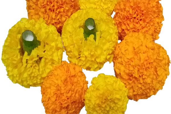 Chrysanthemum; chamanthi and yellow Flowers; Banthi Flower marigold flower