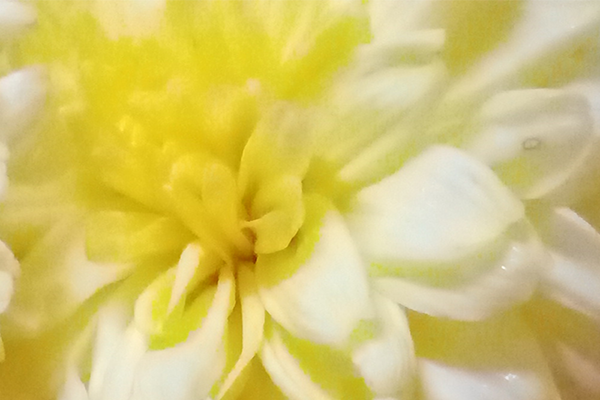 Chrysanthemum; chamanthi and yellow Flowers; Banthi Flower marigold flower