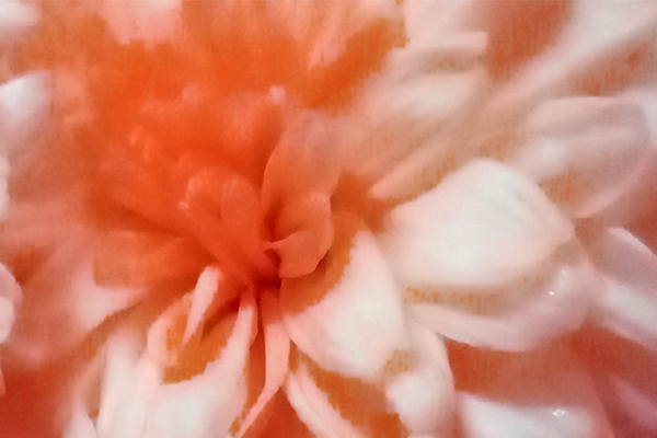 Chrysanthemum; chamanthi and yellow Flowers; Banthi Flower marigold flower