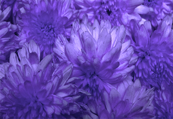 Chrysanthemum; chamanthi and yellow Flowers; Banthi Flower marigold flower