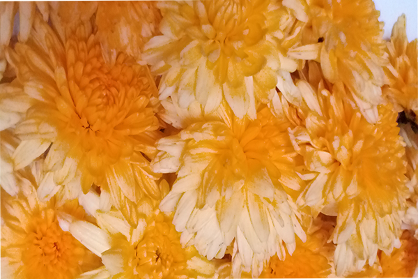 Chrysanthemum; chamanthi and yellow Flowers; Banthi Flower marigold flower