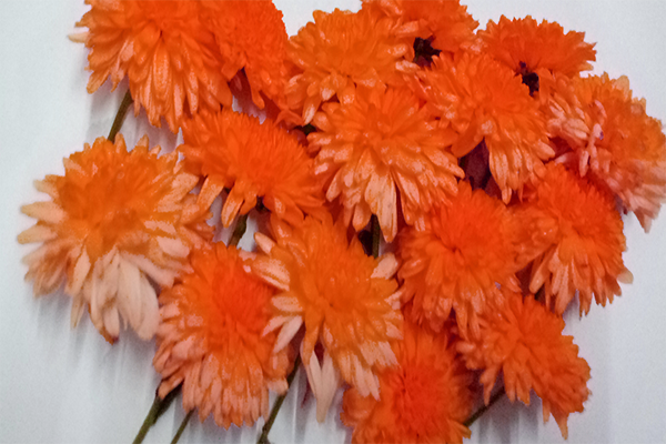 Chrysanthemum; chamanthi and yellow Flowers; Banthi Flower marigold flower