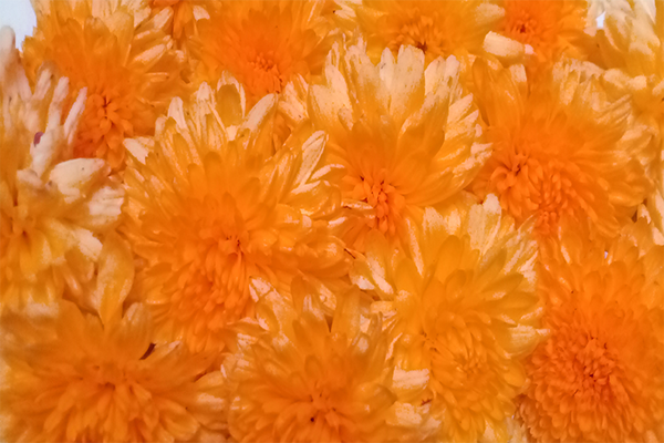 Chrysanthemum; chamanthi and yellow Flowers; Banthi Flower marigold flower