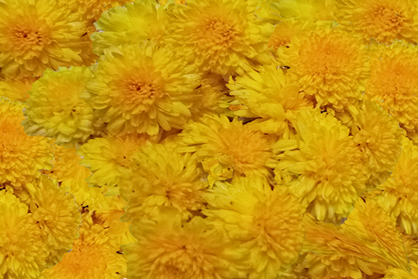 Chrysanthemum; chamanthi and yellow Flowers; Banthi Flower marigold flower
