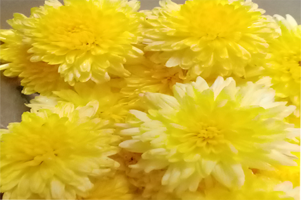 Chrysanthemum; chamanthi and yellow Flowers; Banthi Flower marigold flower