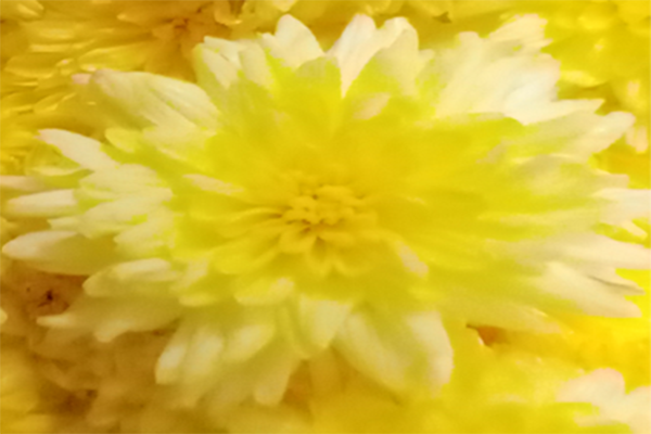 Chrysanthemum; chamanthi and yellow Flowers; Banthi Flower marigold flower