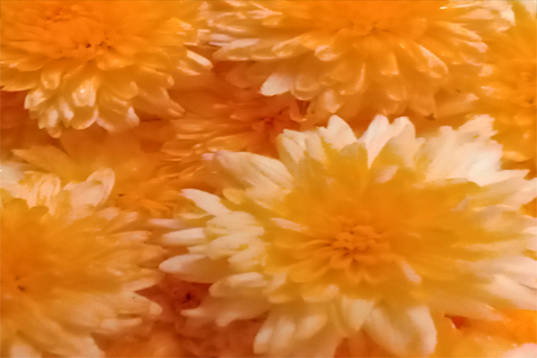 Chrysanthemum; chamanthi and yellow Flowers; Banthi Flower marigold flower